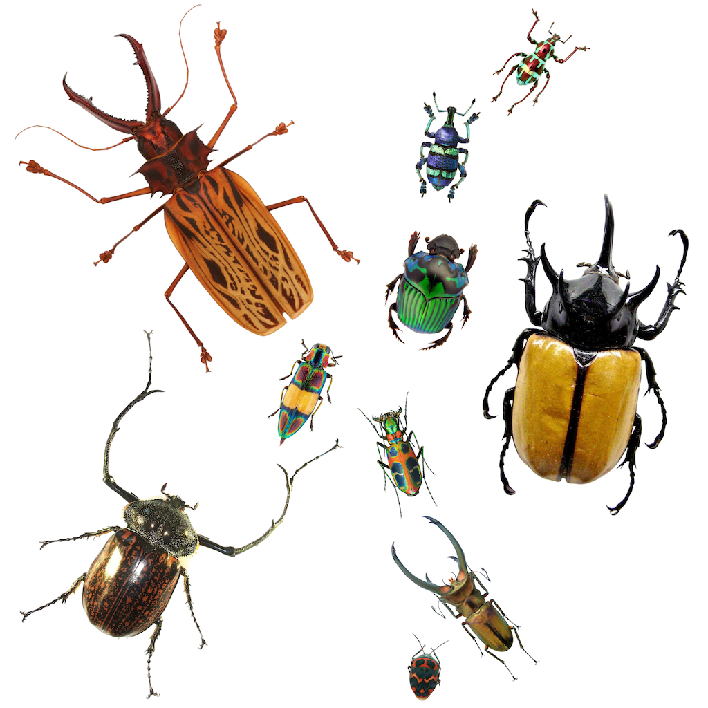 Dried beetles for sale from Insect Designs