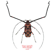 Acrocinus longimanus (Peru)