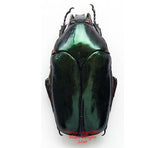 Agestrata orichalca (Thailand)