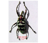 Alcidodes aeratus (Philippines)