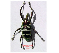 Alcidodes aeratus (Philippines)