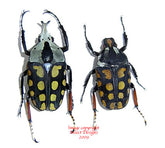 Amaorodes passernii (Tanzania) A2