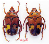 Anisorrhina laeviplaga (Tanzania)