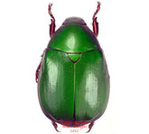 Anomala grandis (Thailand)