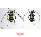 Anoplophora birmanica (Thailand)