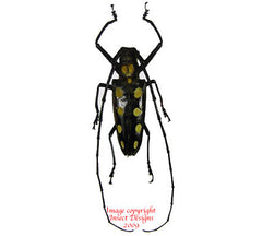 Batocera roylei (Thailand)