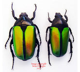 Caelorrhina semiviridis (Tanzania) A2