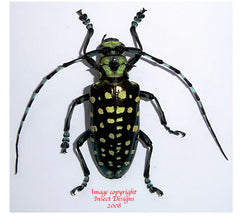 Calloplophora sollii (Thailand)