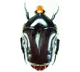 Campsiura insignis (Thailand)