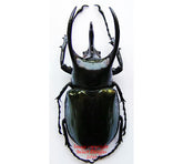 Chalcosoma atlas (Java)