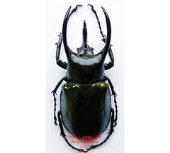 Chalcosoma atlas (Java)