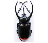Chalcosoma caucasus (Malaysia)
