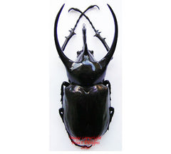 Chalcosoma caucasus (Java)
