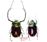 Cheirotonus gestroi (Thailand)