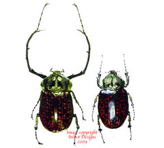 Cheirotonus gestroi (Thailand)