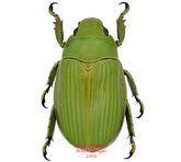 Chrysina beraudi (Costa Rica) A2