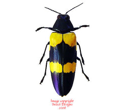 Chrysochroa mniszechi (Thailand) A-