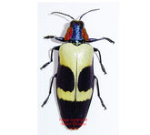 Chrysochroa buqueti (Malaysia)