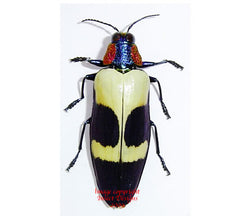 Chrysochroa buqueti (Malaysia)