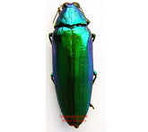 Chrysochroa wallacei (Malaysia)