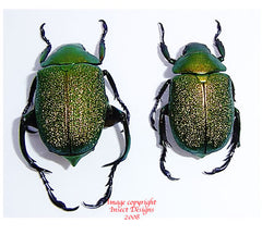Chrysophora chrysochlora (Peru)