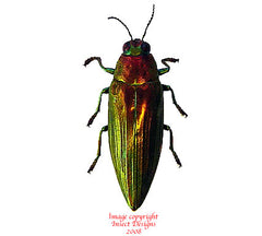 Chrysochroa purpureiventris (Malaysia)