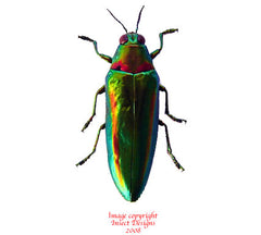 Chrysochroa raja thailandica (Thailand)