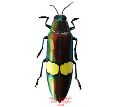 Chrysochroa saundersi (Thailand)