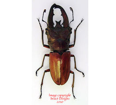 Cyclommatus lunifer (Malaysia)