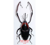 Cyrttotrachelus longimanus (Thailand) A2