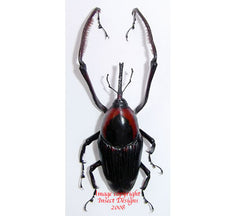 Cyrttotrachelus longimanus (Thailand) A2