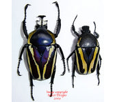 Dicronorhina derbyana (Tanzania) A2