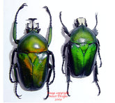 Dicronorhina oberthuri (Tanzania)