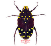 Euchroea histrionica (Madagascar)
