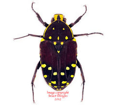 Euchroea histrionica (Madagascar)