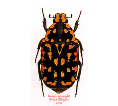 Euchroea vadoni (Madagascar) A2