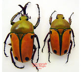 Eudicella euthalia euthalia (Tanzania) male only