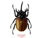 Eupatorus gracilicornis (Thailand)