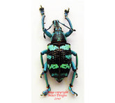 Eupholus linnei (Maluku)