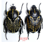 Fornasinius fornasini (Tanzania)