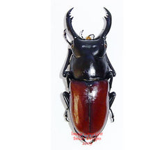Hemisodorcus arrowi (Thailand)