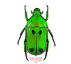 Heterorhina sexmaculata (Sumatra)