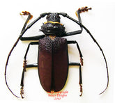 Hoplideres aquilus (Madagascar)