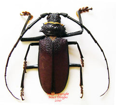 Hoplideres aquilus (Madagascar)