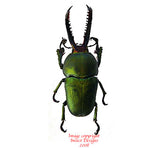 Lamprima aldoiphinae (Arfak)