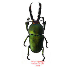 Lamprima aldoiphinae (Arfak)