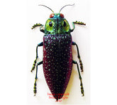 Lampropepla rothschildi (Madagascar)