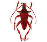 Mastododera coccinea (Madagascar)