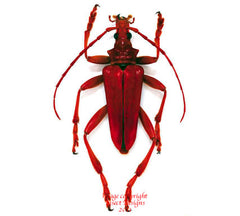 Mastododera coccinea (Madagascar)