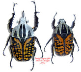 Mecynorrhina oberthuri decorata (Tanzania)